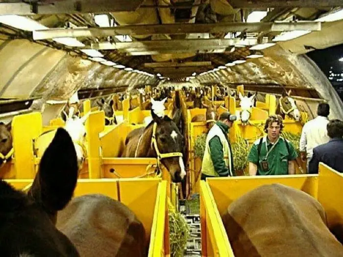 Transportation of Horse