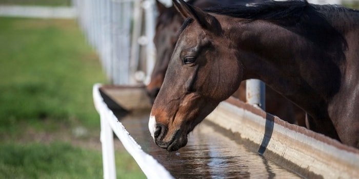 Water Supply to Horse