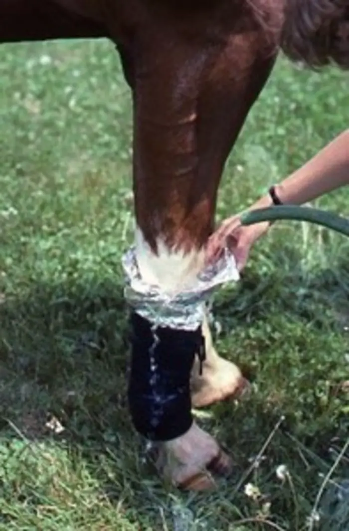 Wound Management of Horse