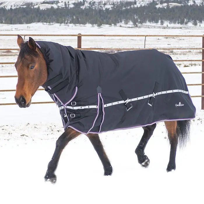 Horse Blanket