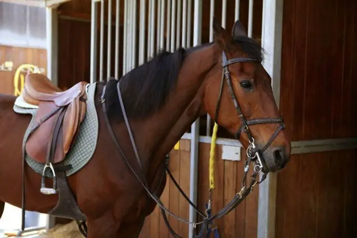 Horse Tack