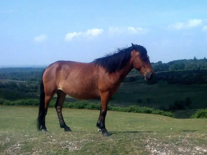 New Forest Pony