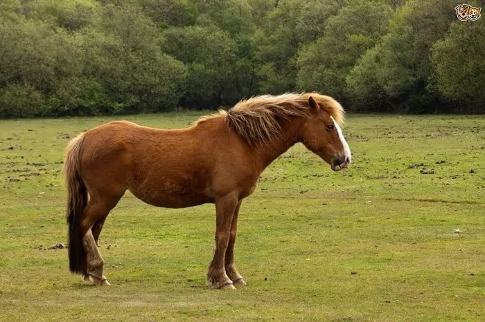 New Forest Pony