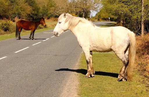 Usages of New Forest Pony