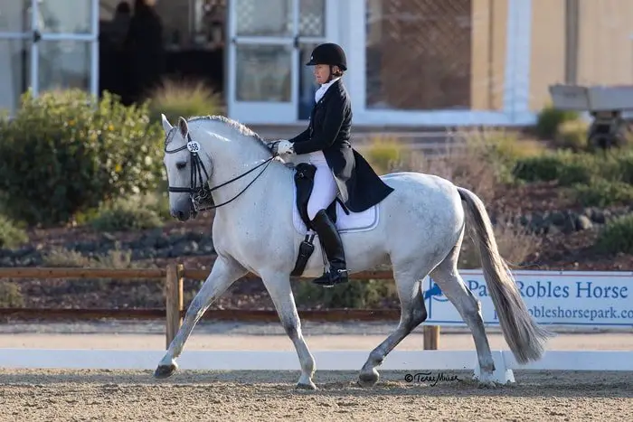 Do Horse Like Dressage