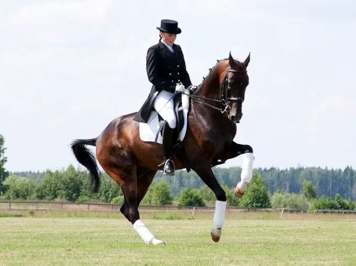 Dressage Horse : Dressage/Sport Horse :: Arabian Horse Association of Arizona : During this trial, the horse and rider ride a pattern of movements prescribed by the official test for their level.