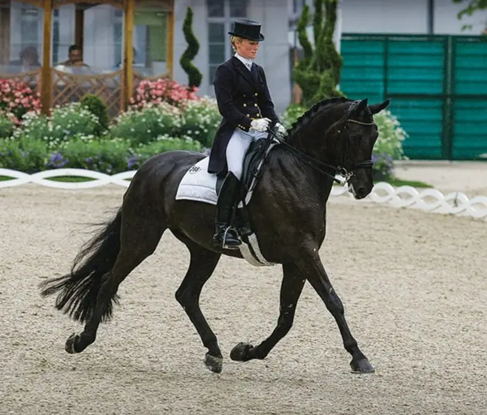 Dressage Tips