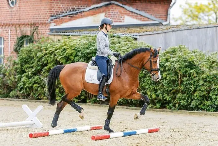 Dressage Training