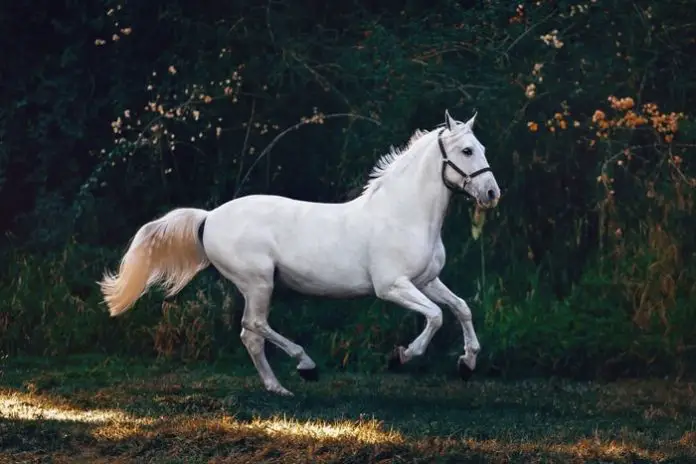 Excellent Horse