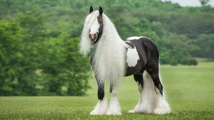 Excellent Horse Gypsy Vanner