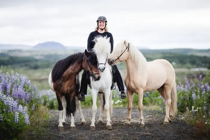 Icelandic Horse