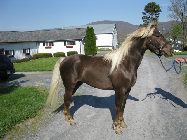 Kentucky Mountain Horse