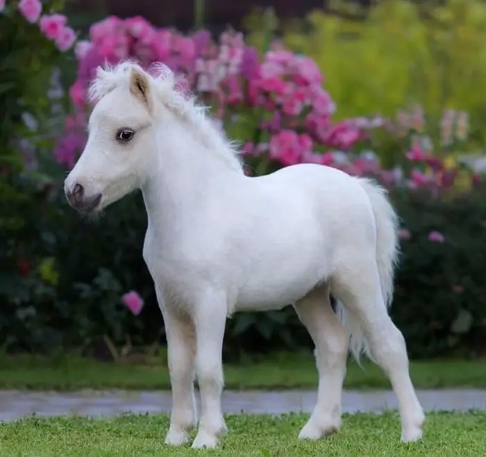 Miniaturpferd