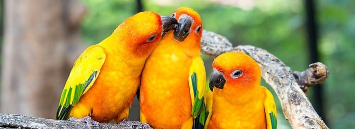Pet Bird Diseases