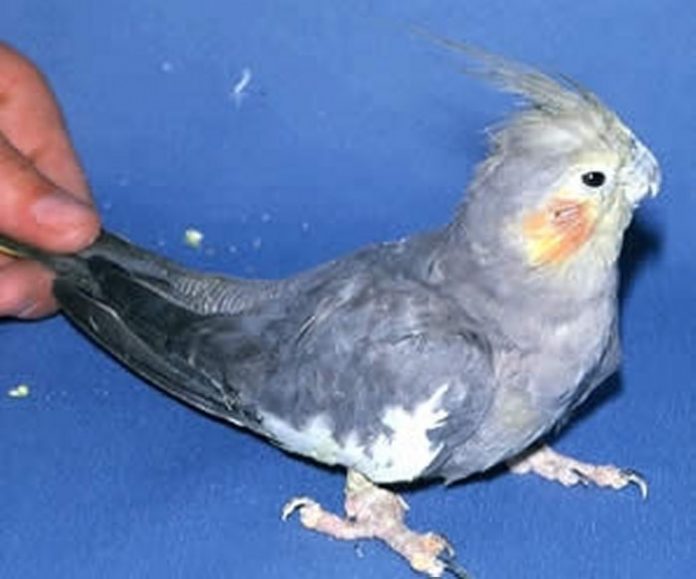 10 Most Common Pet Bird Diseases for The Owner of Birds