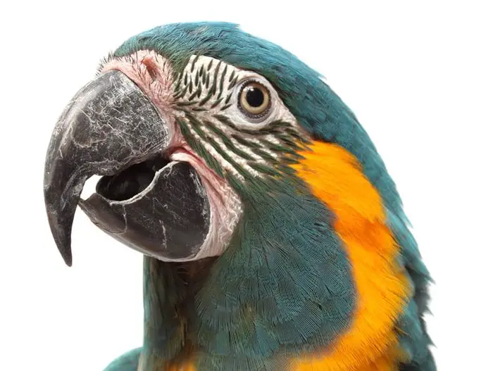 Proventicular Dilatation Disease in Birds