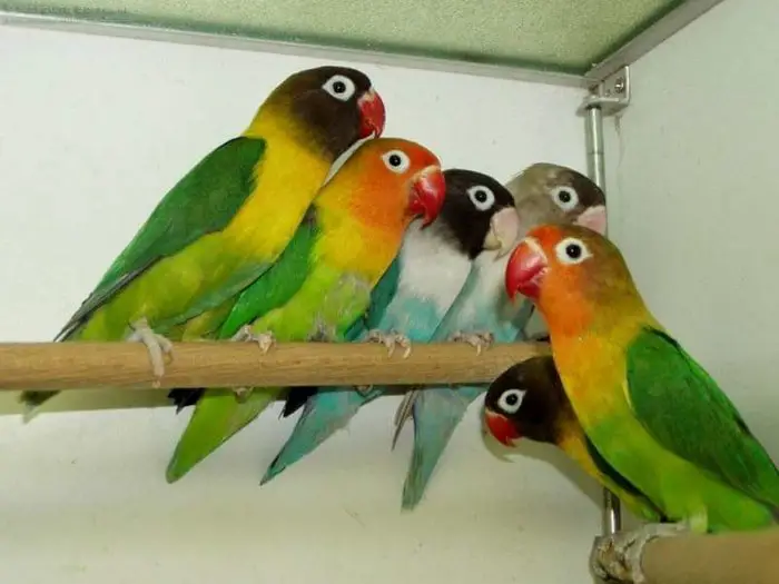 Psittacosis or Parrot Fever