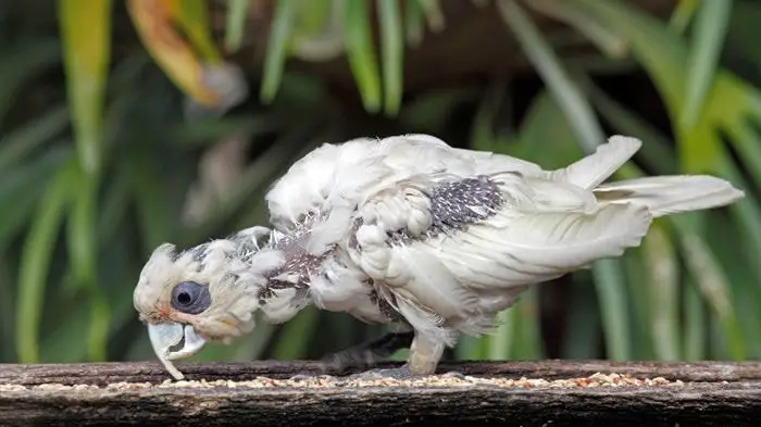 Psittacine Beak and Feather Disease