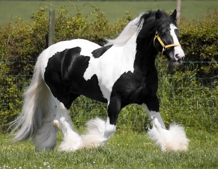 Size and Shape of Gypsy Vanner