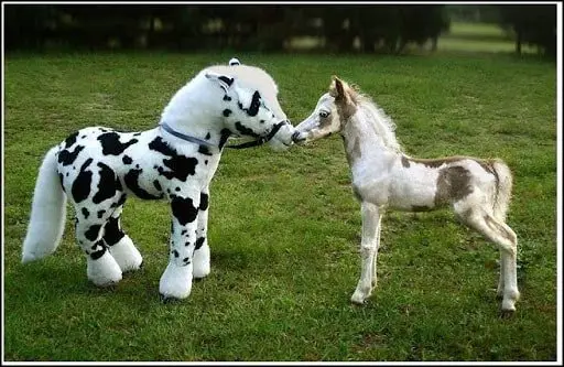 Top 10 Small Horse Breeds Reviewed For Kids And Children