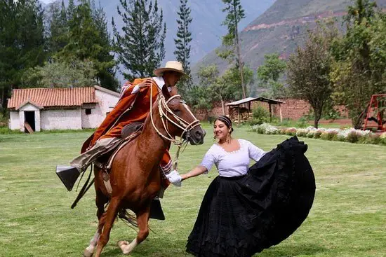 Allergo Con Brio- Peruvian Paso