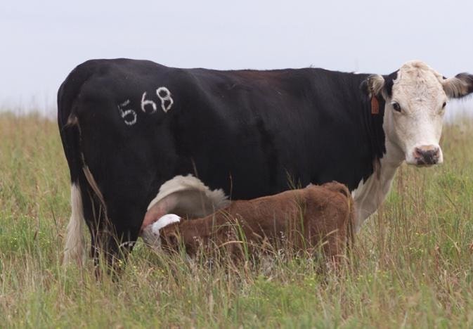 Anaplasmosis in Cattle