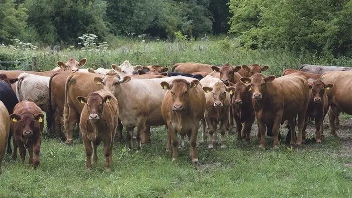 Cattle Diseases-Blackleg