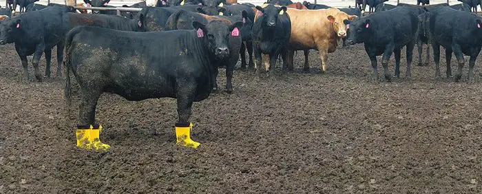 Cattle Diseases-Foot rot