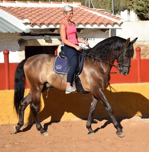 Classical Dressage