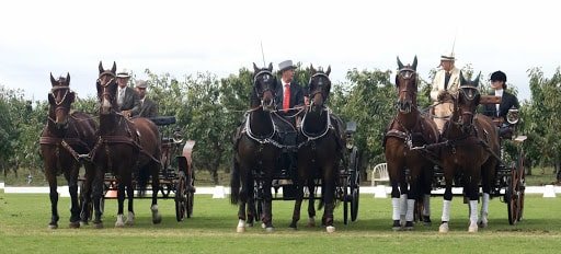 Combined Driving Eventing