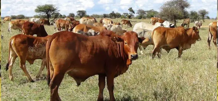 Common Cattle Diseases