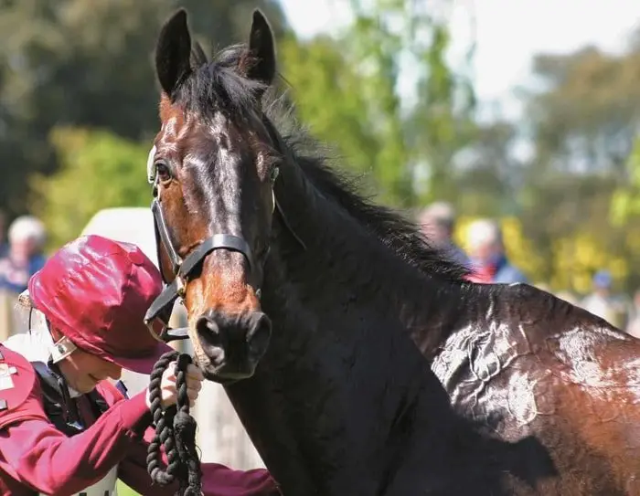 Dehydration in horses