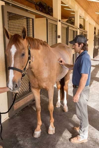 Diarrhea in Horses