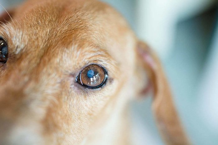 Dog Diseases-Cataract