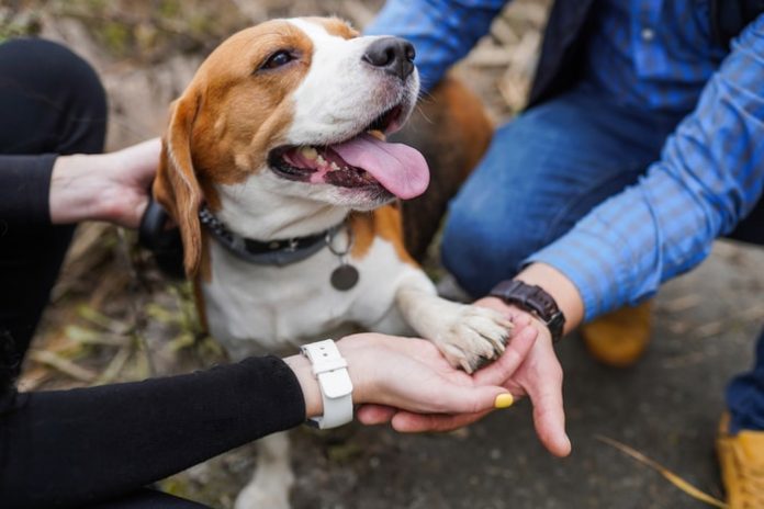 Leishmaniasis in Dogs