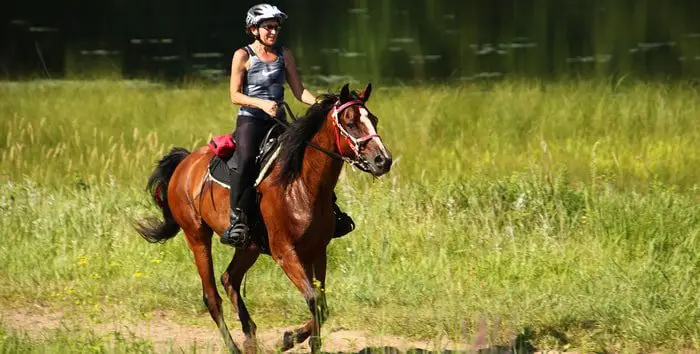 Endurance Riding