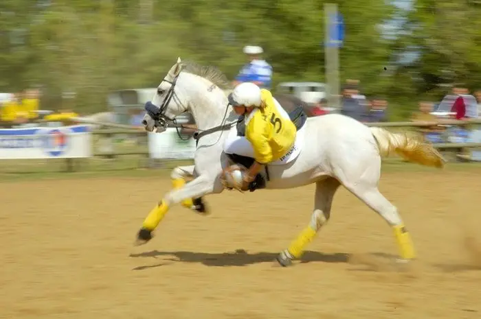 Equestrian Sports Horseball