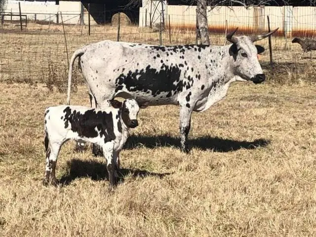 FMD in Cattle