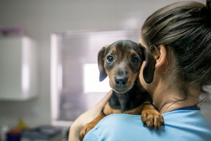 Heartworm in Dogs