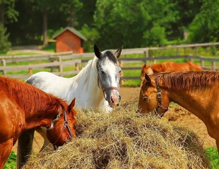 Horse Feed Supply