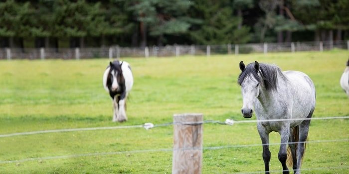 Horse Fencing