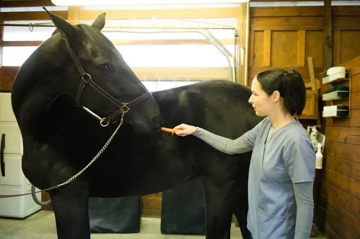 Horse Surgery