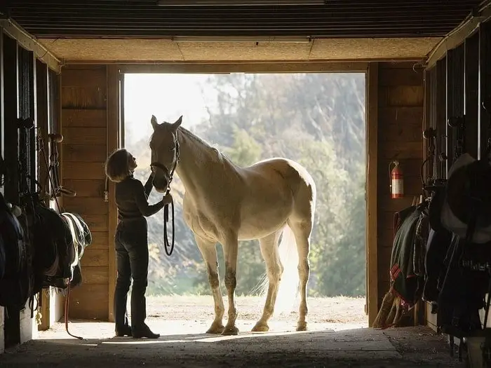 Horse Transport- Problem Leaders