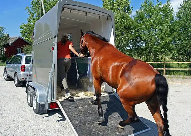 Horse Transport- Loading