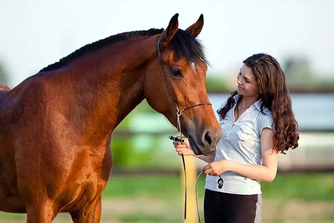 Horse Treatment