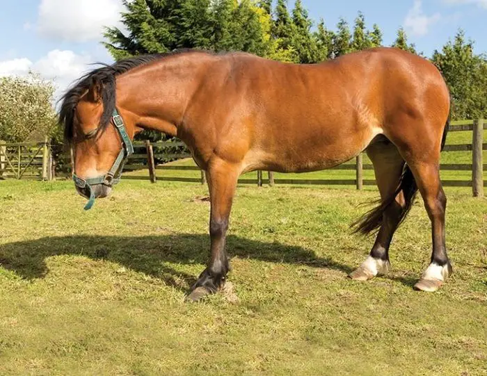 Laminitis in Horses