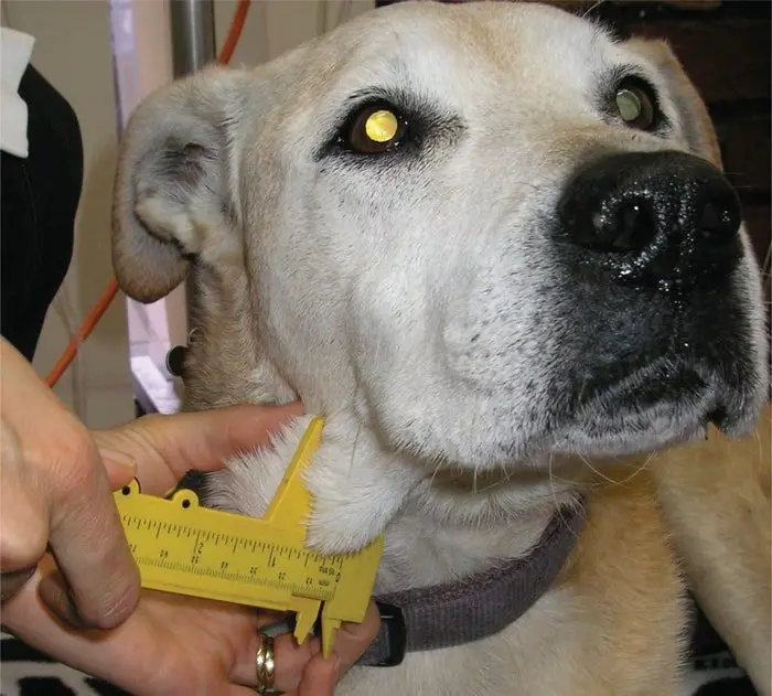 Lymphoma in Dogs