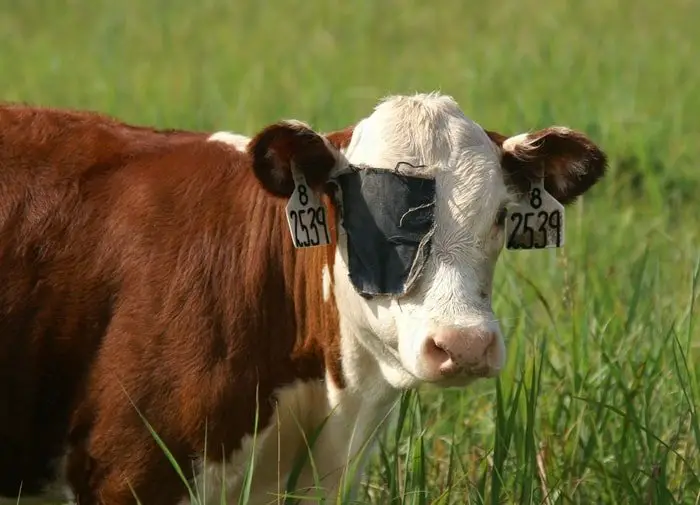 Pink Eyes in Cattle