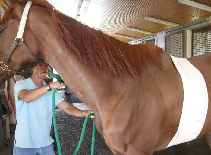 Pleuropneumonia in Horses