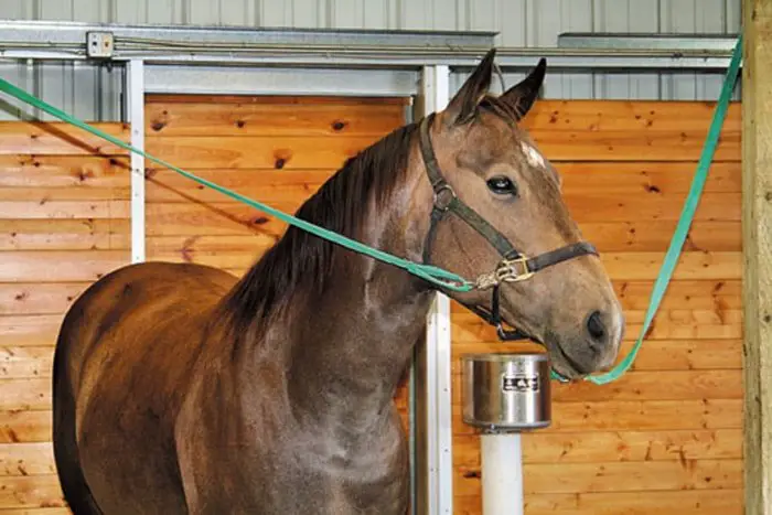 Tying Horse Head while transport